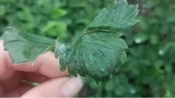 草莓病虫害防治