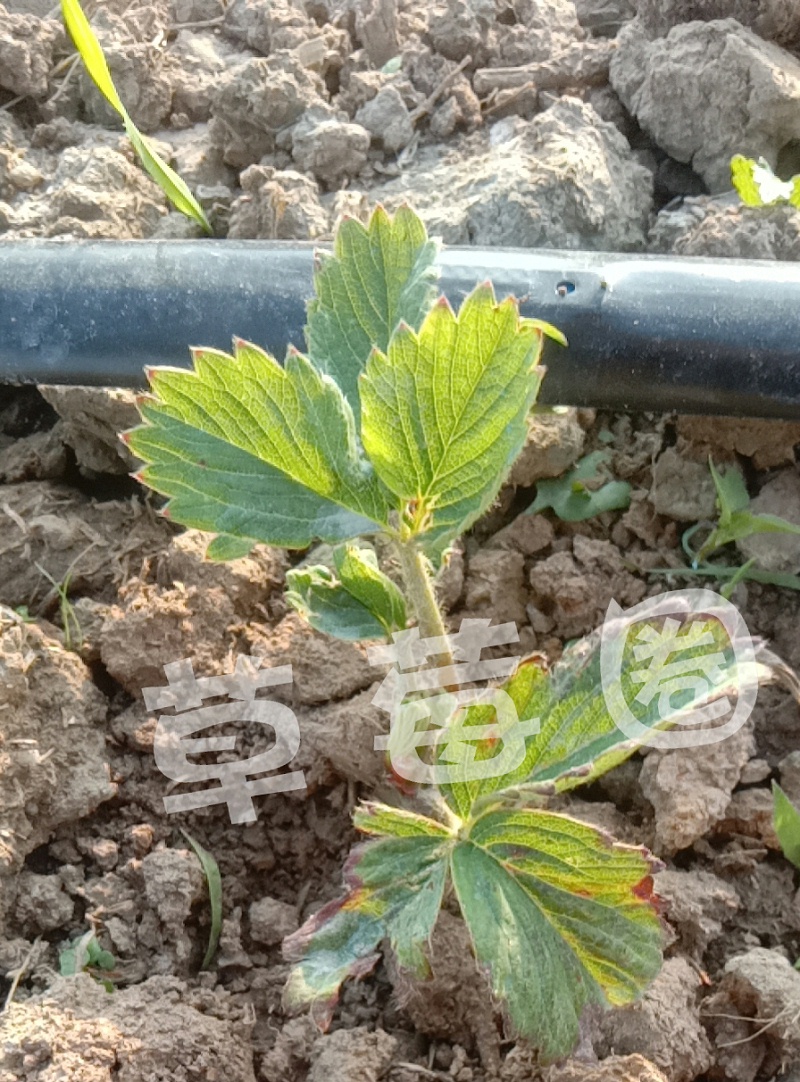 苗干、苗黄、苗弱2
