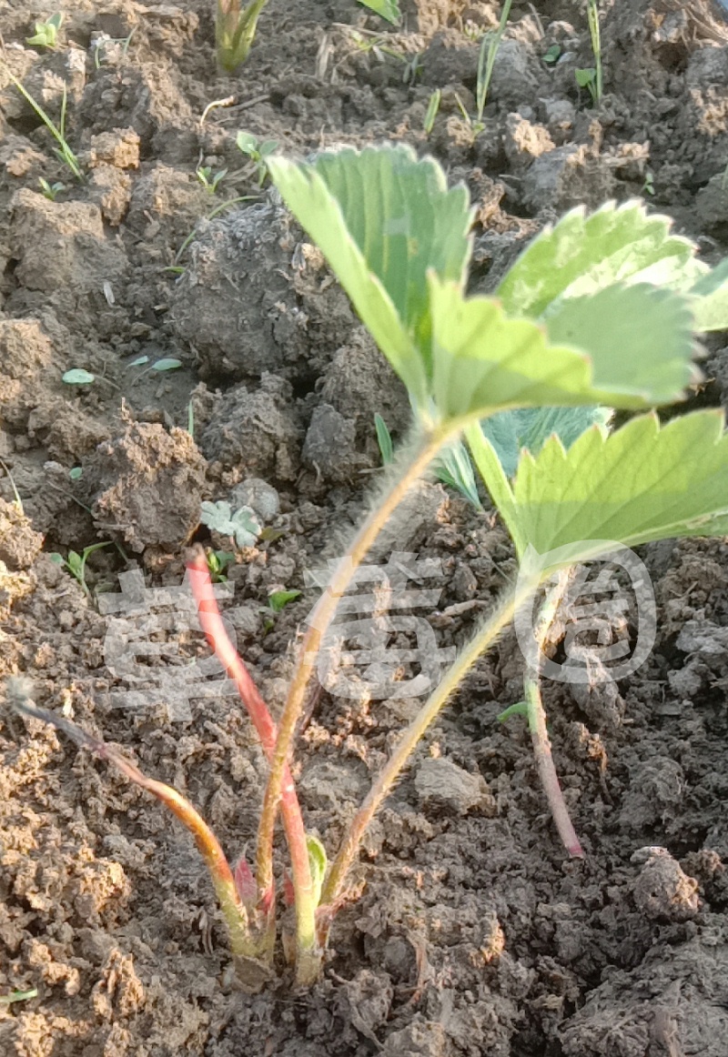 苗干、苗黄、苗弱1