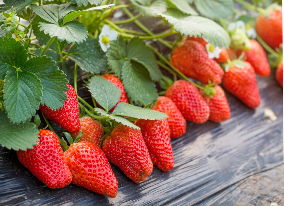 草莓种苗方案
