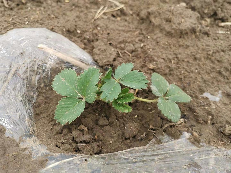 草莓苗移载种植注意事项