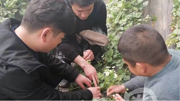 安阳张先生来草莓圈考察学习草莓种植技术
