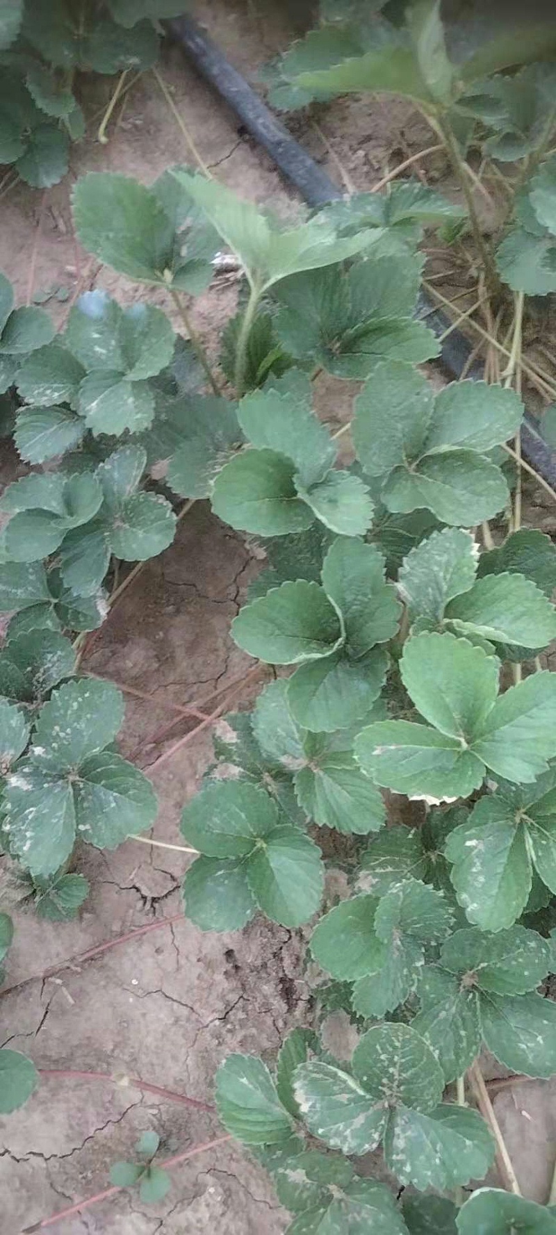 草莓施肥 草莓施肥
