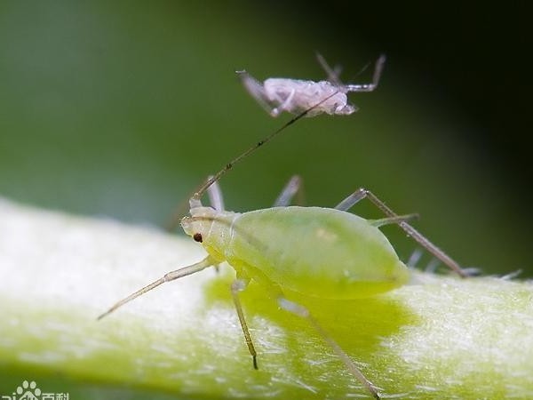 草莓蚜虫解决方案