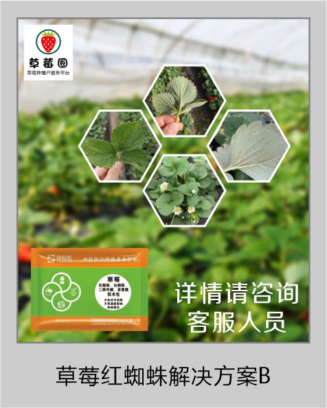 红蜘蛛B 红蜘蛛B