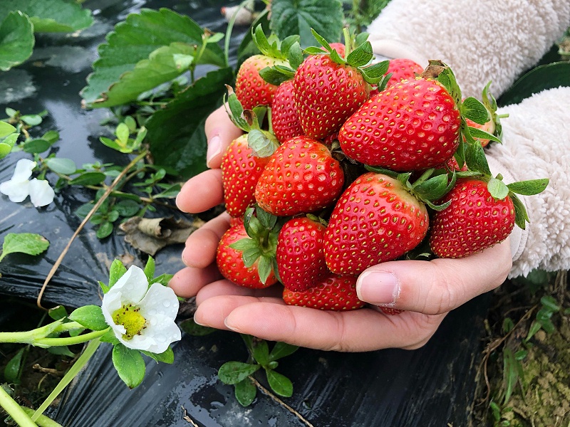 草莓种植管理技术