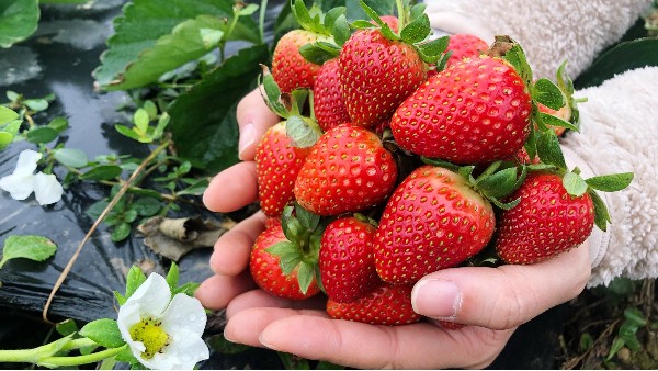 草莓栽培期管理技术指导草莓种植我们需要怎么办