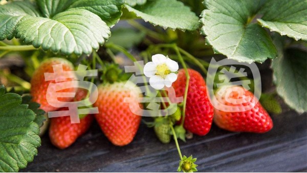 草莓想高产，品种选择很关键