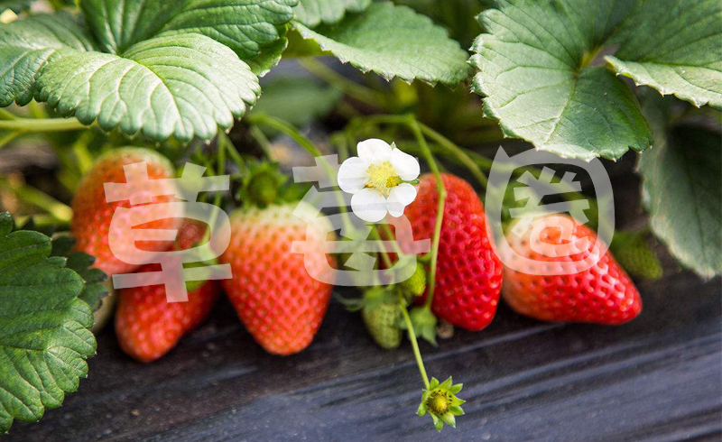 草莓品种的选择二