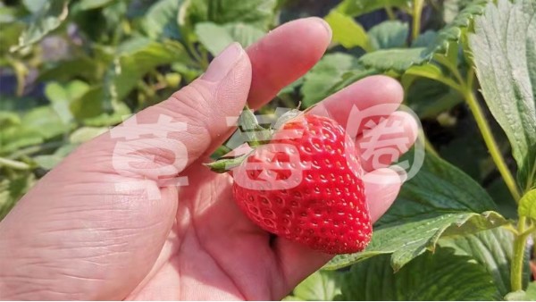 种好草莓第一步，土壤底肥是基础
