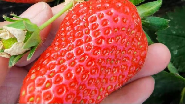 草莓生产用苗大田繁育 草莓育苗技术用药指导
