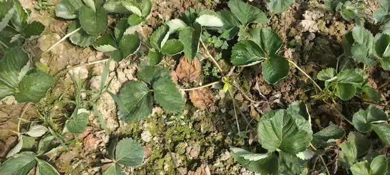 草莓苗种植技术