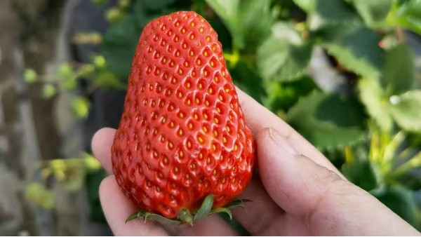 草莓圈 草莓采摘园品种的选择与搭配