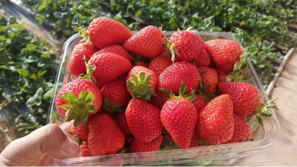 草莓领域有没有肥料专家？
