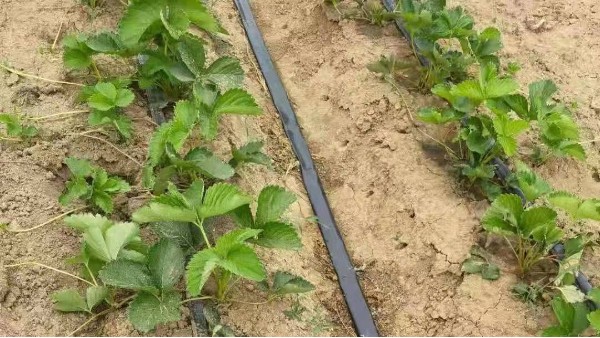 草莓移栽蘸根方案促成活，防死苗