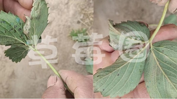 陕西西安鄠邑区大王镇——草莓细菌性角斑病解决方案合作案例