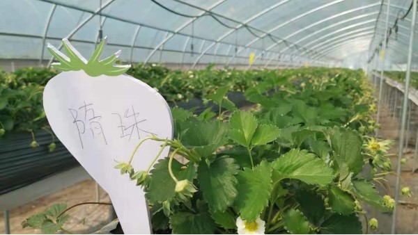高架无土育苗技术 一种新的育苗苗方式 关于草莓圈 轻松种草莓