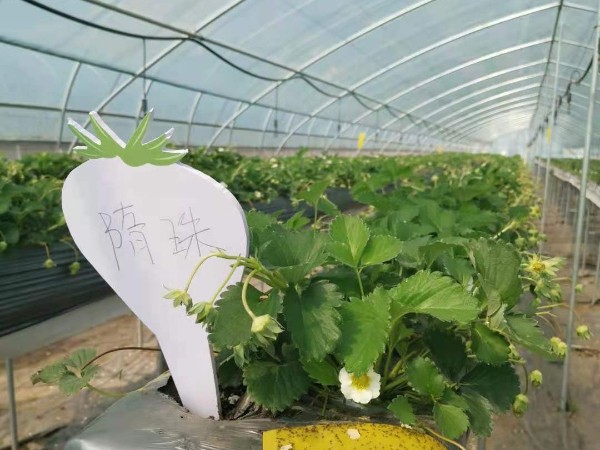 草莓苗种植技术 对自然环境要求什么时候种植