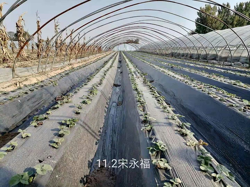 草莓大棚