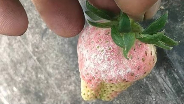 草莓白粉病、草莓灰霉病如何一起防治-田轻松草莓圈推荐解决方案