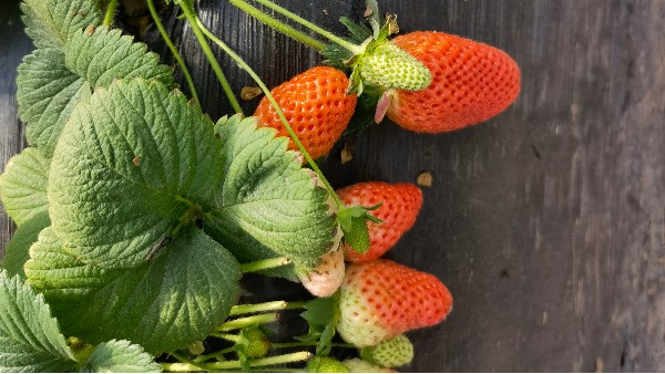 田轻松草莓圈--草莓生根养根用什么肥好？草莓生根产品您选对了吗？