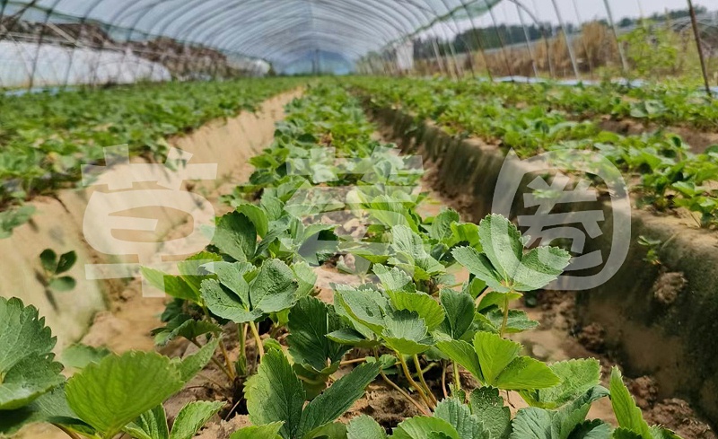 草莓移栽后哪些措施可以促进草莓花芽分化图一