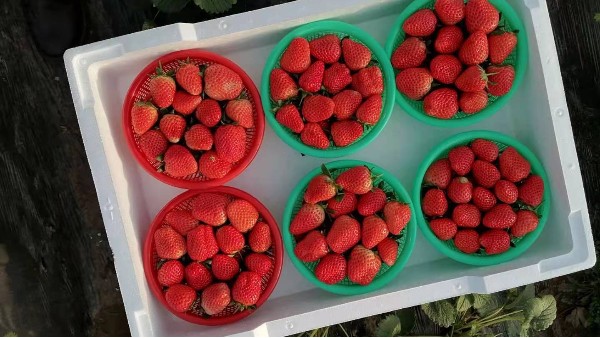 草莓生长需要什么肥料？花期、结果期施什么肥好？田轻松草莓圈