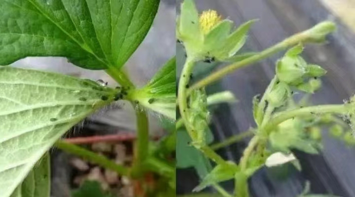 蚜虫0