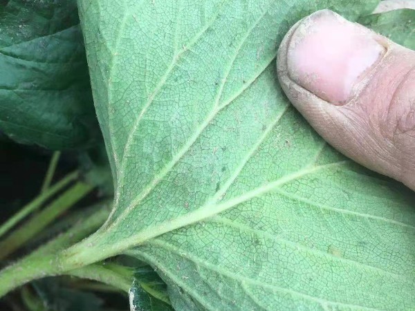 如何合理预防草莓细菌性角斑病别名草莓空心病或草莓断掉病?