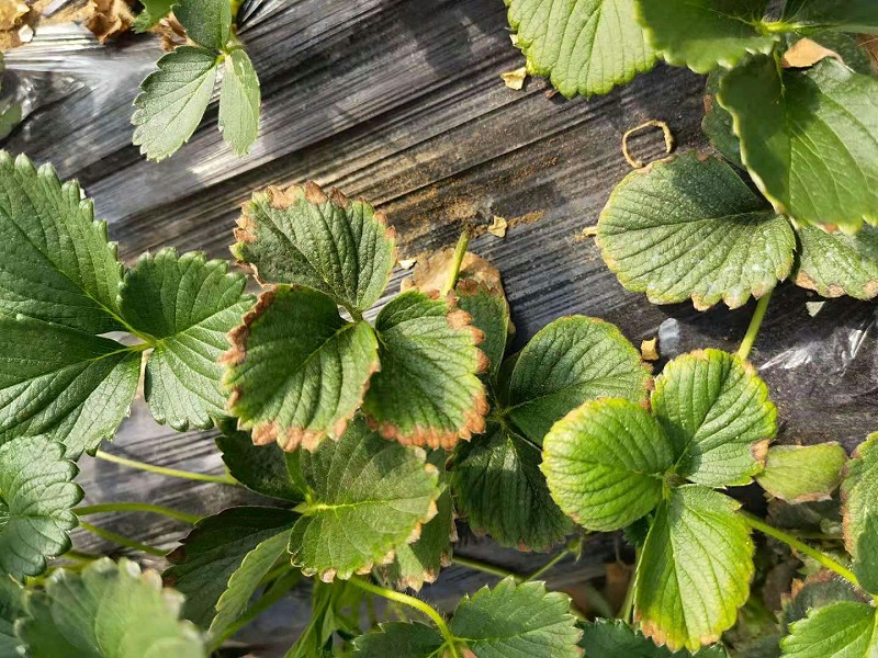 草莓叶子边缘发黑干枯