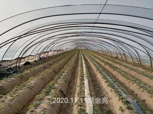 草莓苗移栽种植中各时期追肥方案