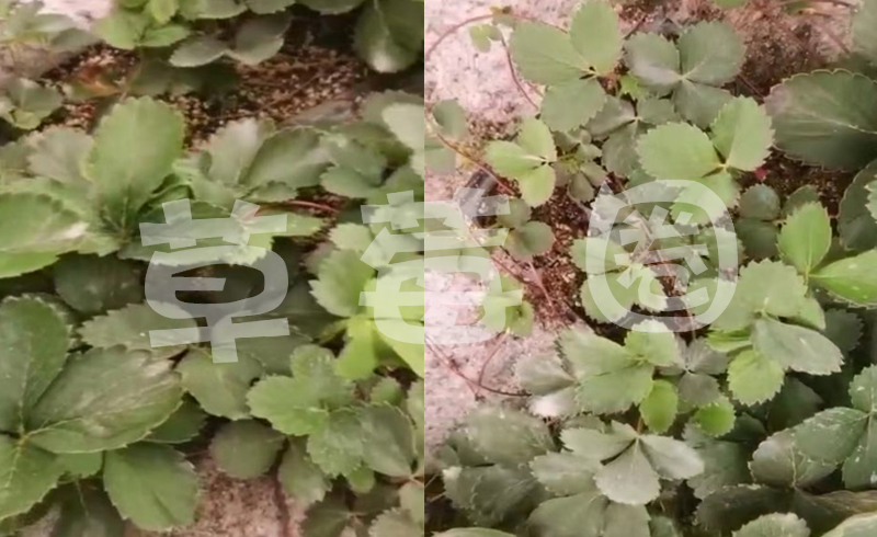 草莓死棵、不扎新根、匍匐茎抽生少技术指导合作案例图二