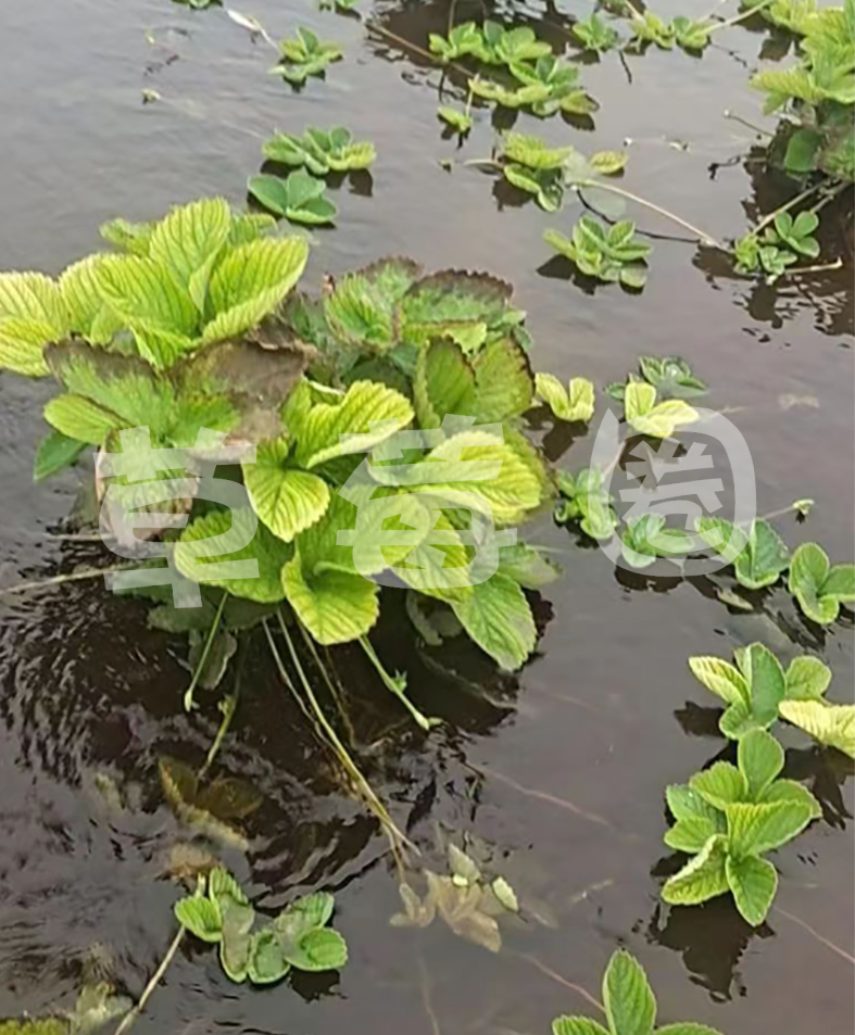 雨后草莓育苗田一