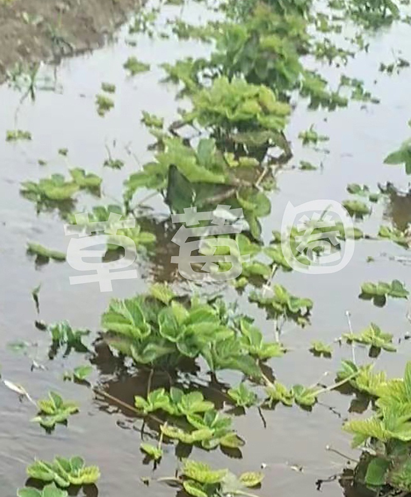 雨后草莓育苗田二
