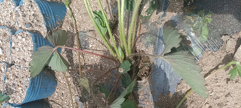 草莓根腐病