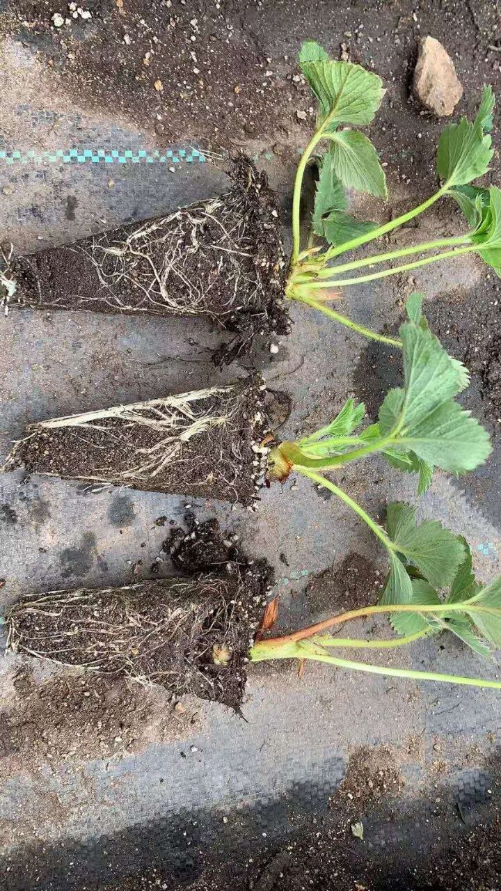 草莓圈草莓脱毒苗 草莓圈草莓脱毒苗