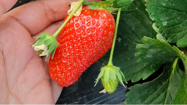 草莓优良新品种-田轻松草莓圈整理收集