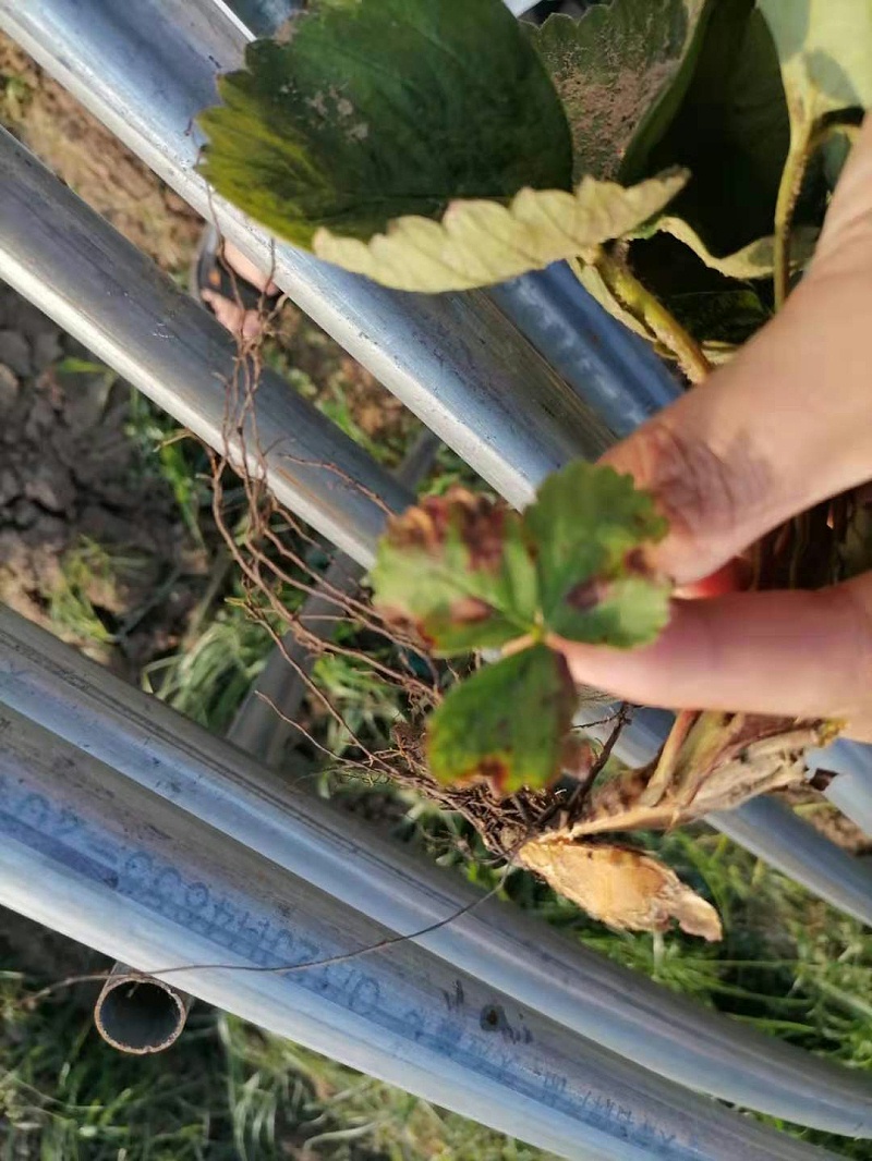 草莓蛇眼病 草莓蛇眼病