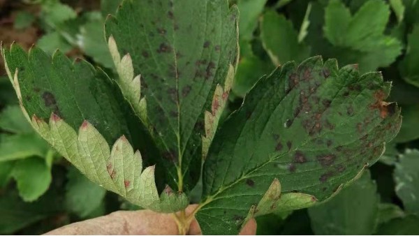 八月份草莓苗移栽前炭疽病白粉病该如何防治？