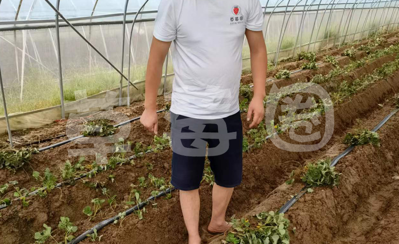 草莓移栽温度图一