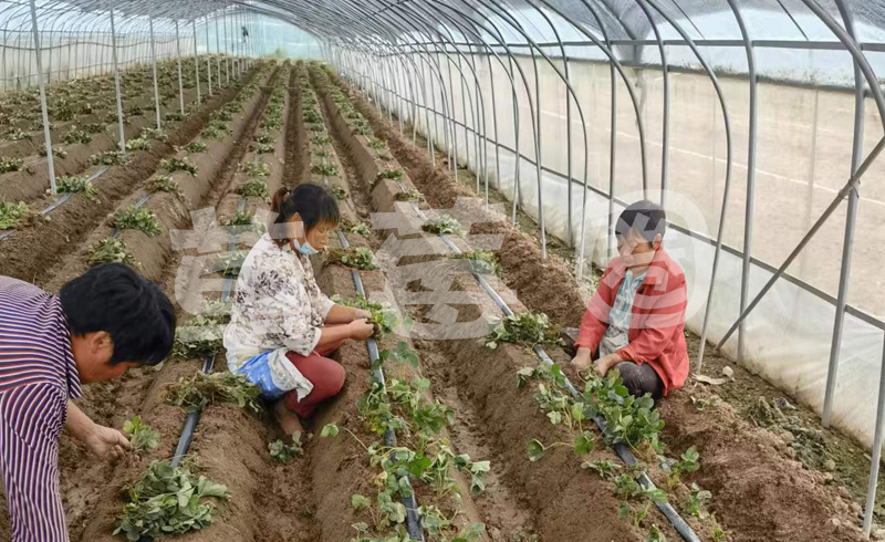 草莓移栽温度图二