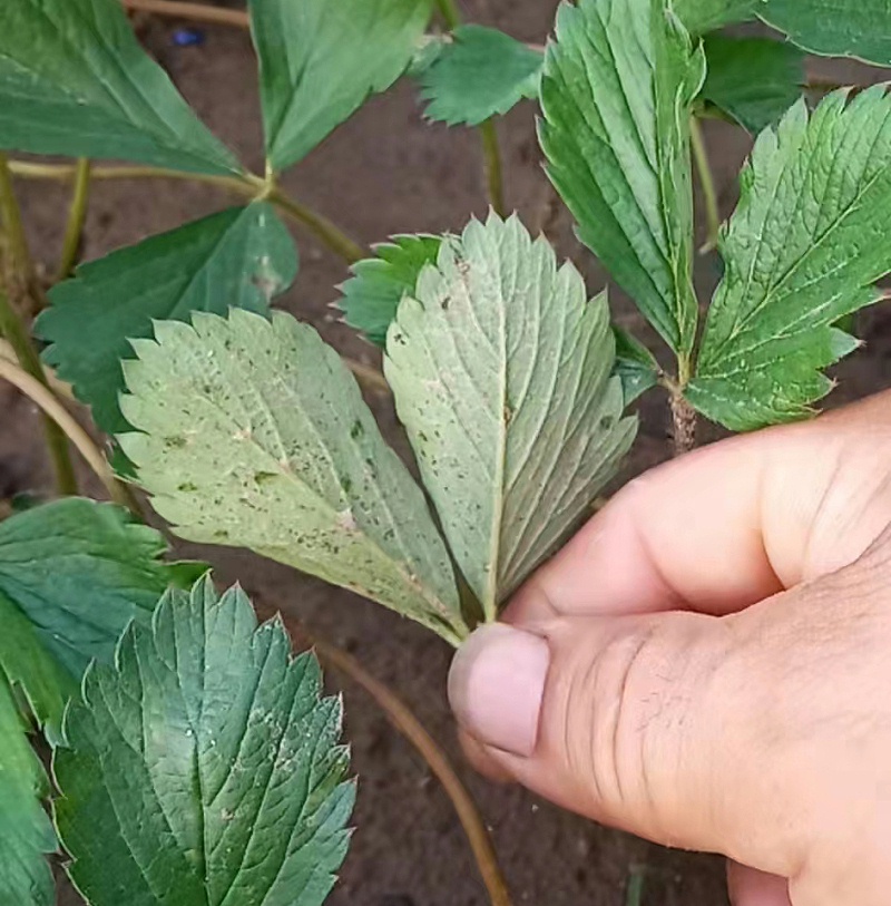 细菌性叶角斑病4