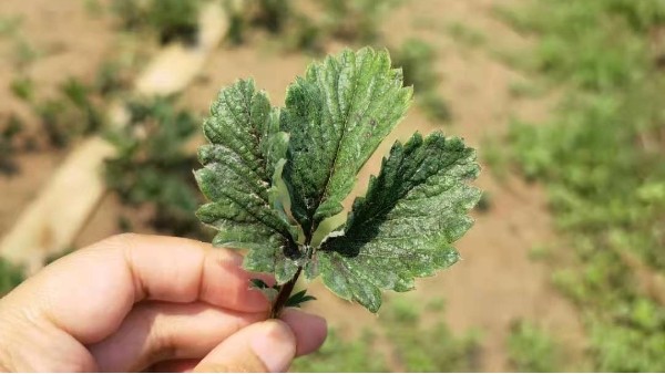 草莓春季防虫，先防蓟马和蚜虫