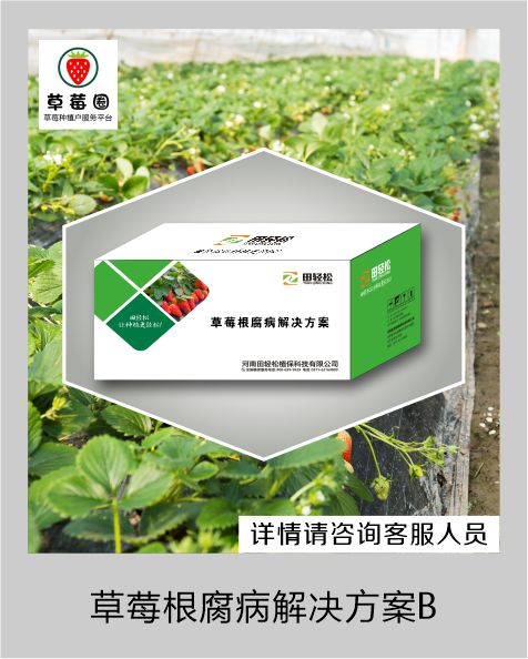 草莓圈草莓根腐病解决方案