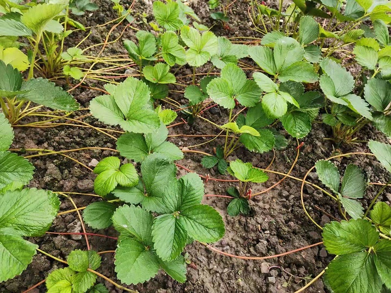 草莓育苗管理技术要点