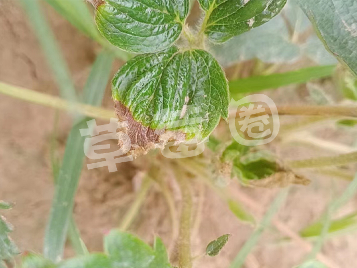 缺素三