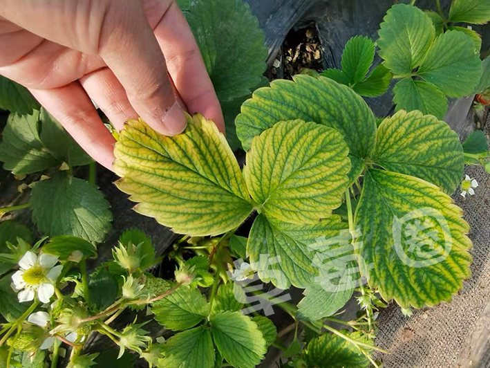 缺素一