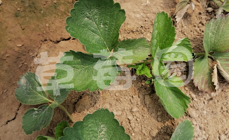 草莓黄萎病叶片症状