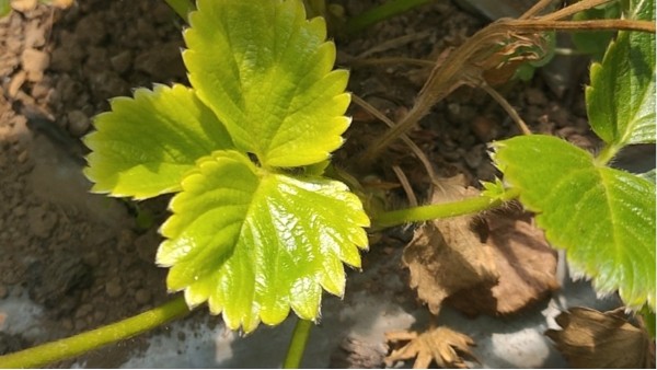 草莓黄萎病 草莓黄萎病
