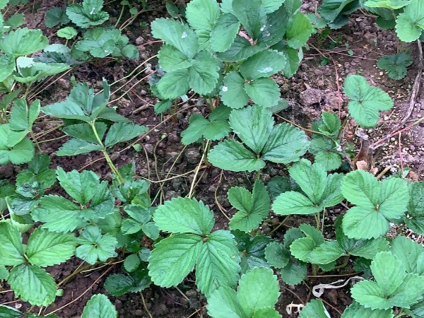 草莓苗种植施肥方案开花期不要喷洒农药防止畸型果